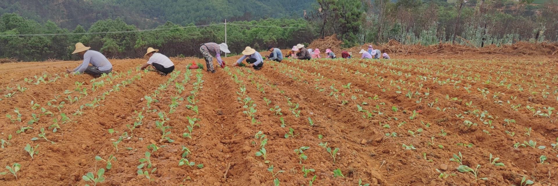 技术人员正在田间进行甘蓝病虫害防治操作 甘蓝病虫害防治现场图