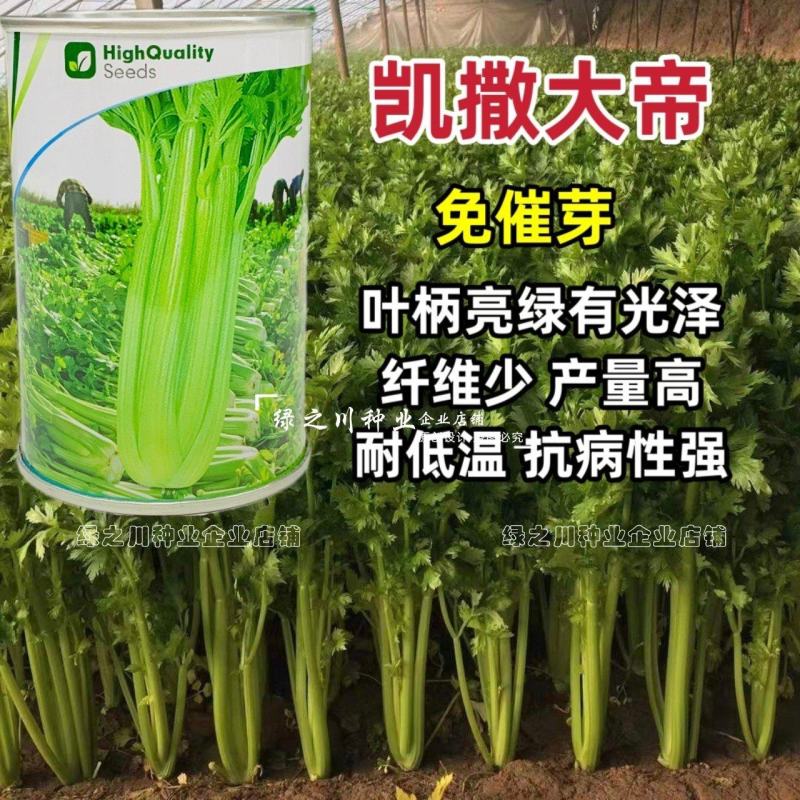 省时免催芽芹菜种子凯撒大帝西芹种子耐低温抗病纤维少