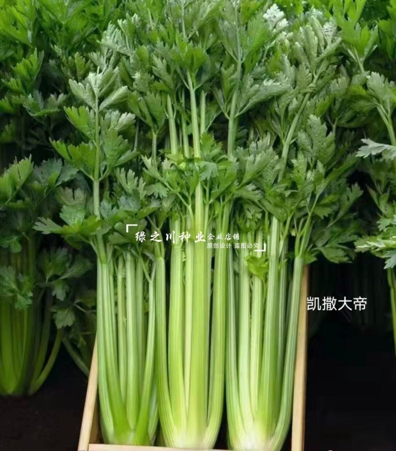 省时免催芽芹菜种子凯撒大帝西芹种子耐低温抗病纤维少