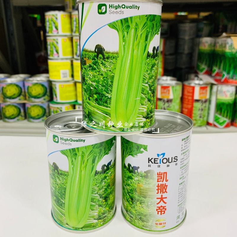省时免催芽芹菜种子凯撒大帝西芹种子耐低温抗病纤维少
