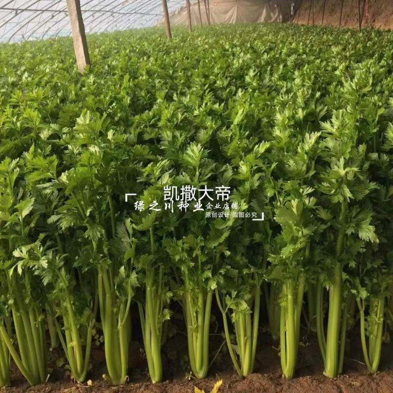 省时免催芽芹菜种子凯撒大帝西芹种子耐低温抗病纤维少