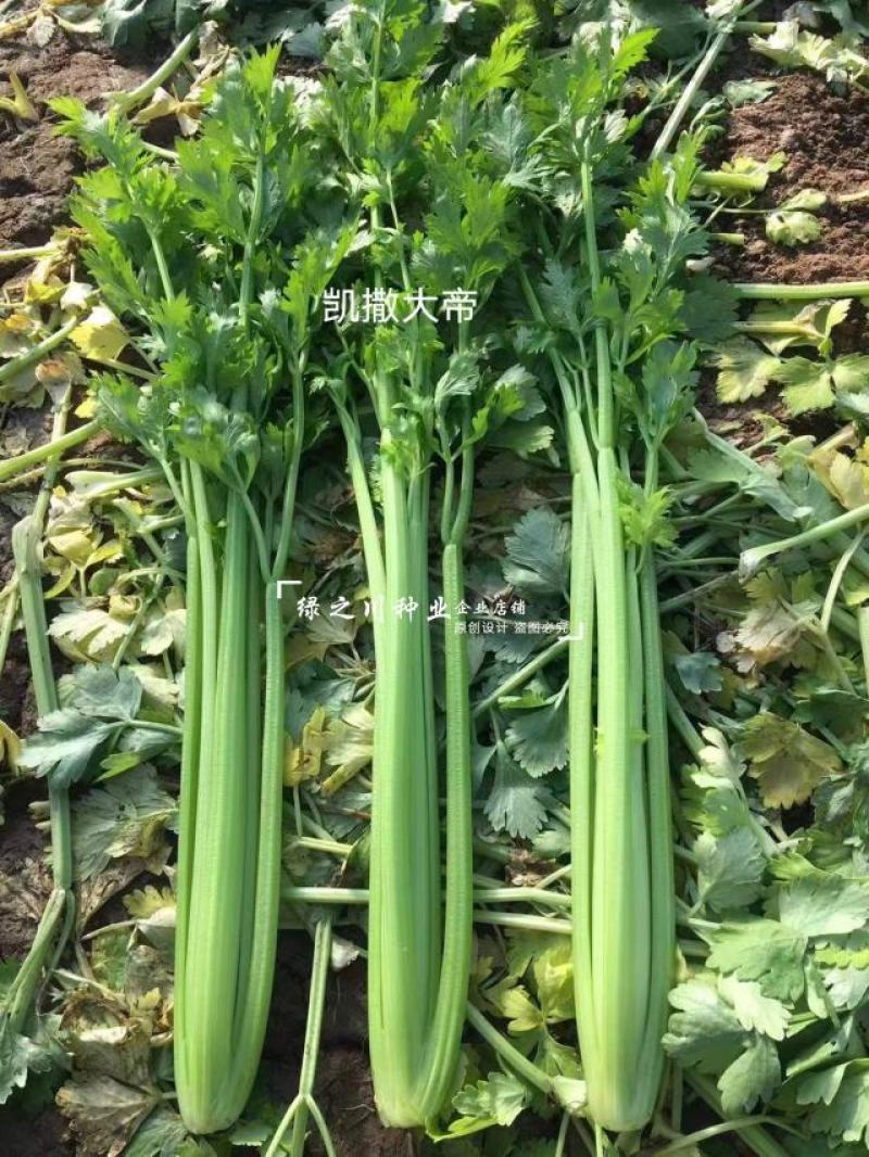 省时免催芽芹菜种子凯撒大帝西芹种子耐低温抗病纤维少