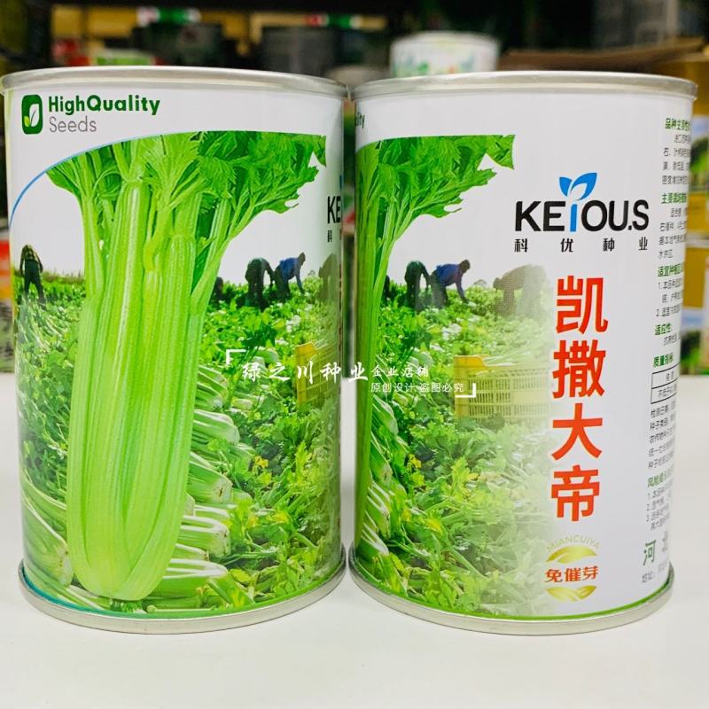 省时免催芽芹菜种子凯撒大帝西芹种子耐低温抗病纤维少