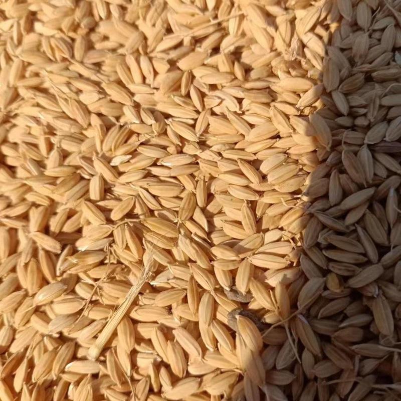 常年出售圆粒珍珠米，新粮，陈粮都有，长粒香大米