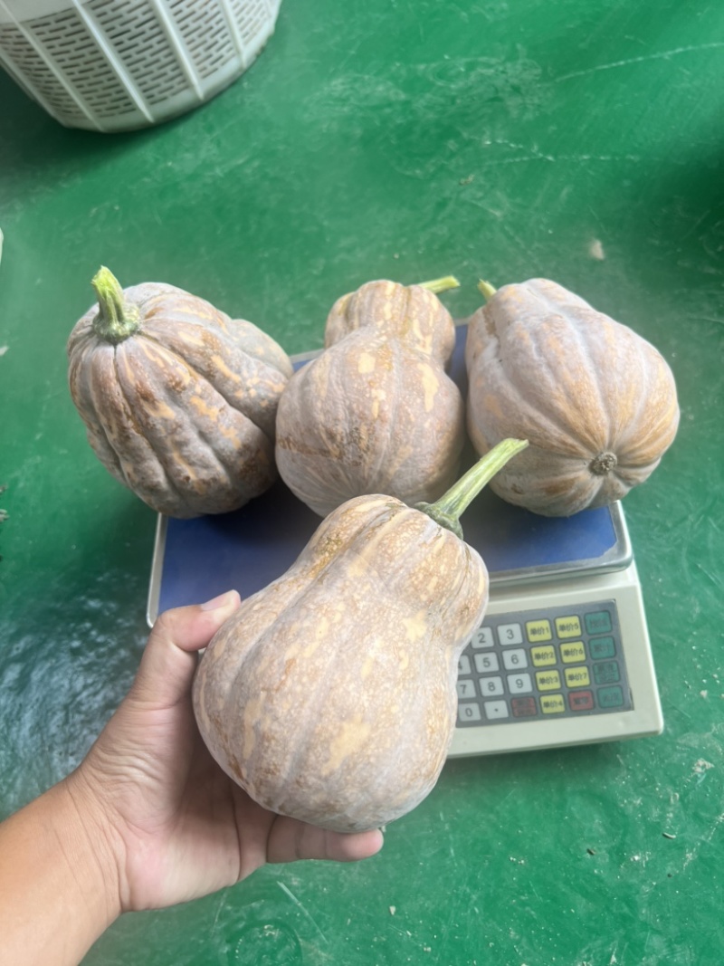 【人气推荐】杭州萧山金香南瓜，口感好，营养丰富