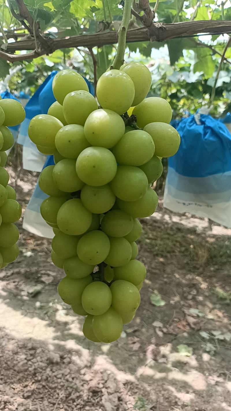 大量发货，有需要这联系，非诚勿扰！合作愉快！