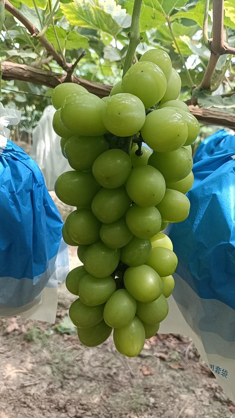 大量发货，有需要这联系，非诚勿扰！合作愉快！