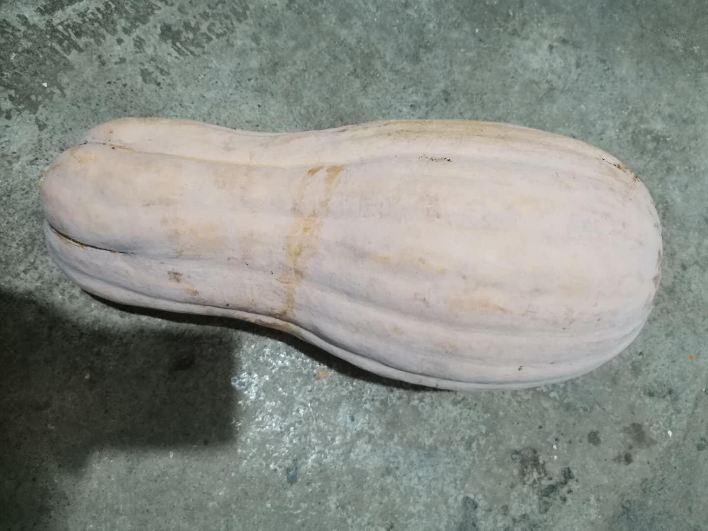 奶油南瓜特写