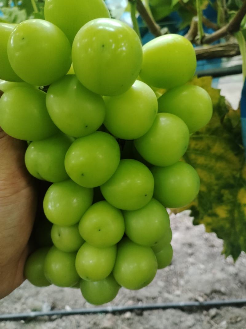 主产区阳光玫瑰葡萄质量顶呱呱
