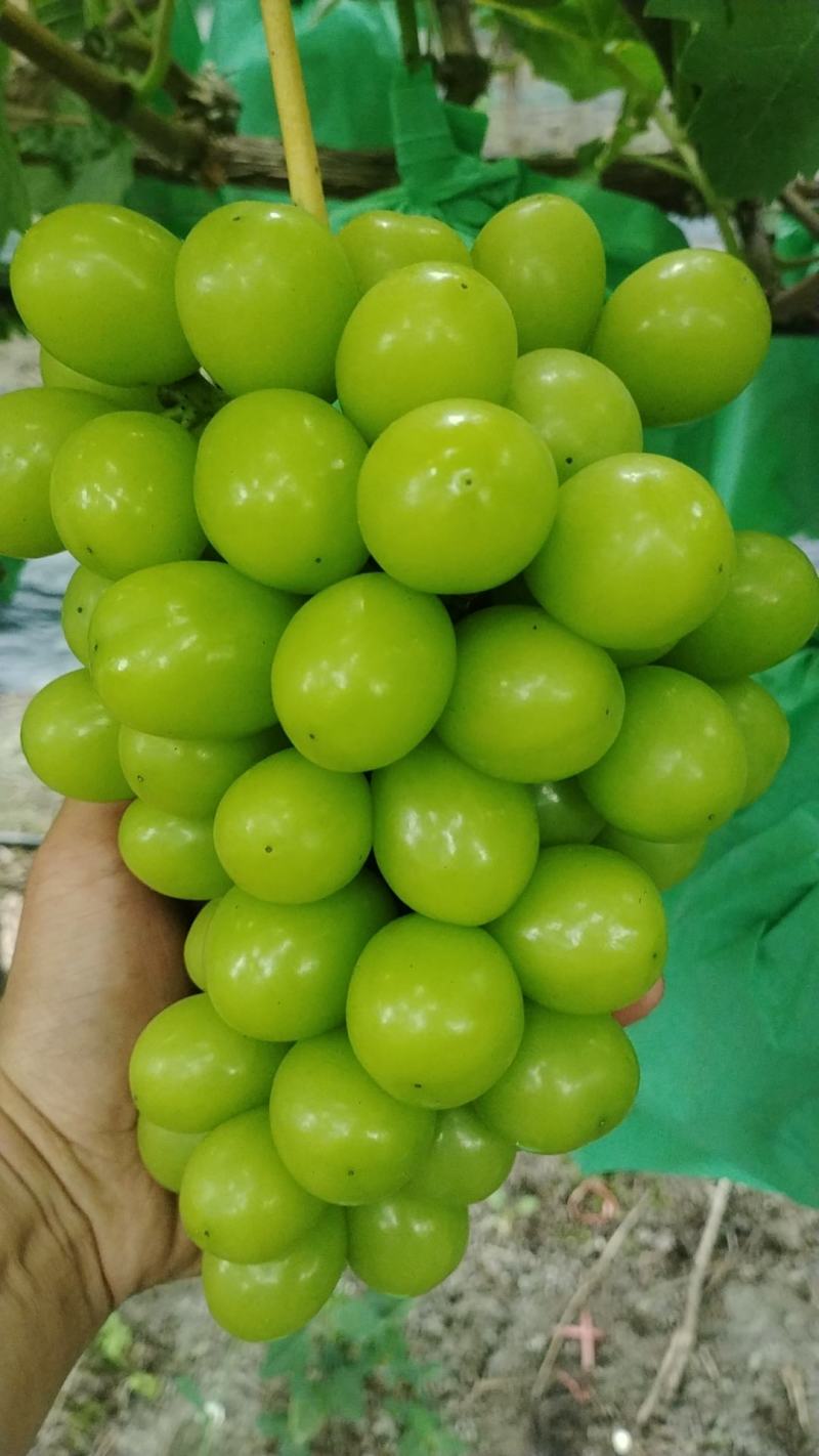 主产区阳光玫瑰葡萄质量顶呱呱