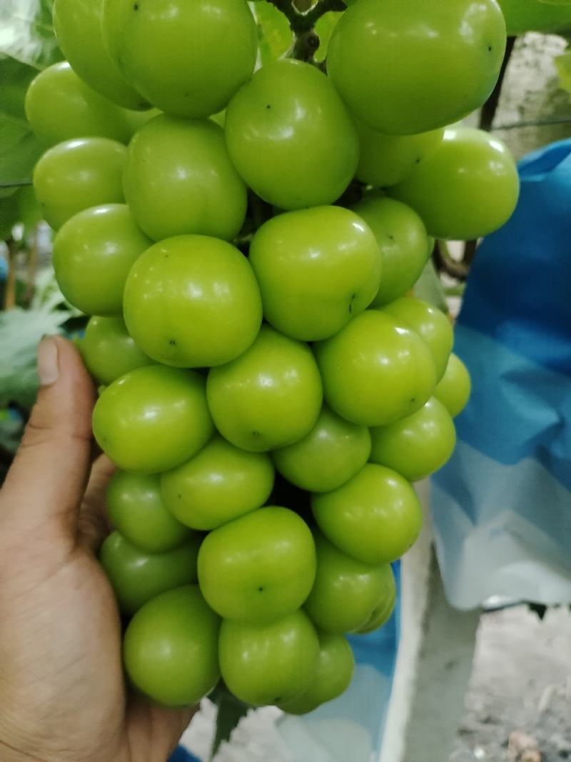 主产区阳光玫瑰葡萄质量顶呱呱
