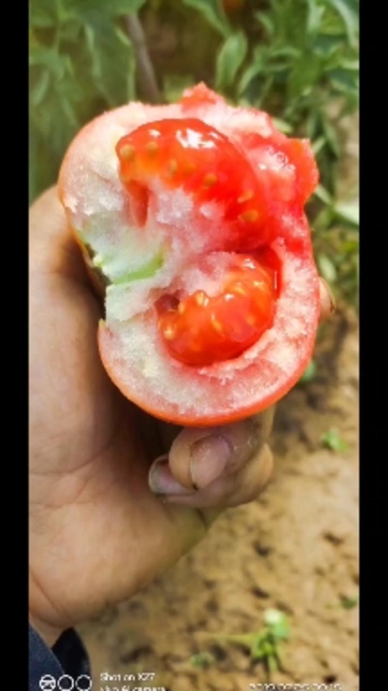 大红西红柿