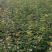 特选药用高产大果连翘优质种苗