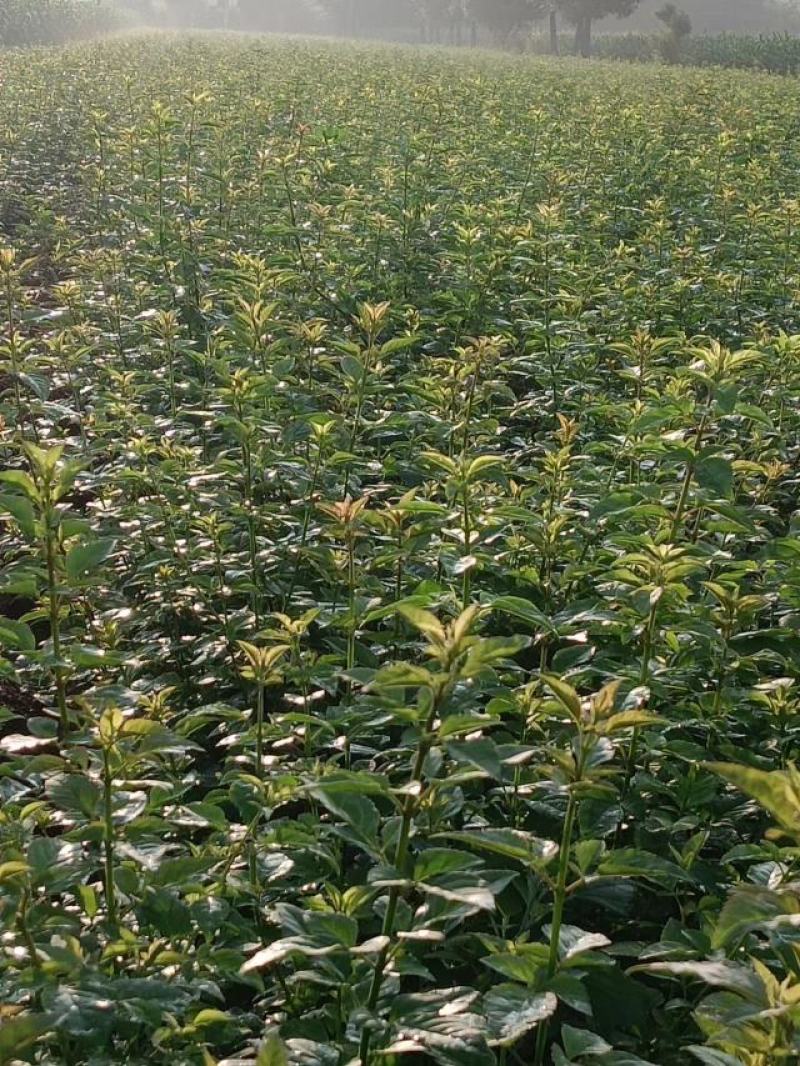特选药用高产大果连翘优质种苗