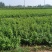 特选药用高产大果连翘优质种苗