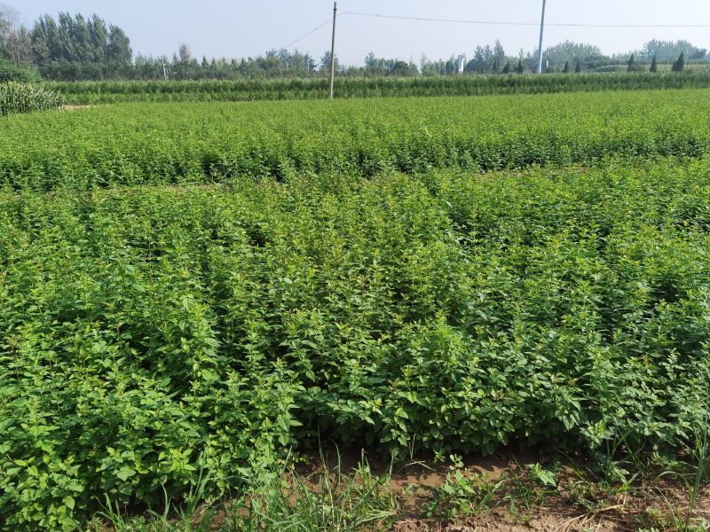 特选药用高产大果连翘优质种苗
