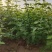 特选药用高产大果连翘优质种苗