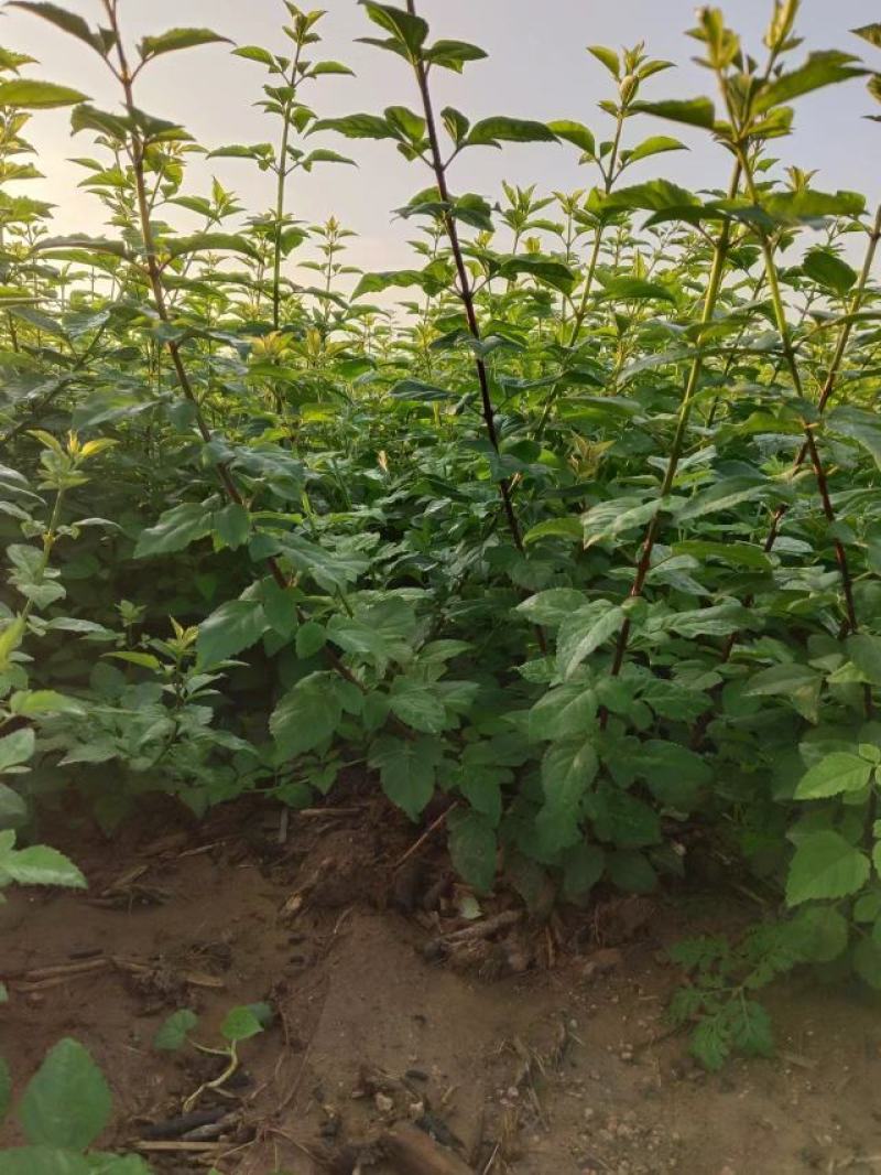 特选药用高产大果连翘优质种苗