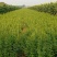 特选药用高产大果连翘优质种苗