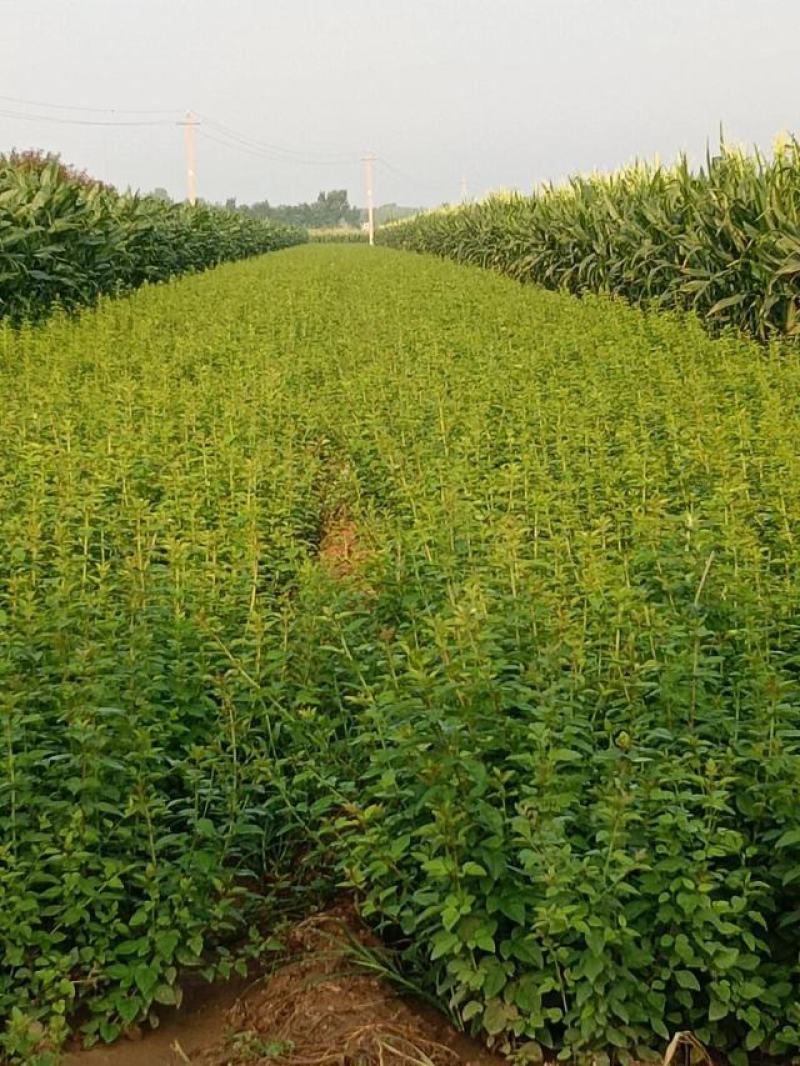 特选药用高产大果连翘优质种苗