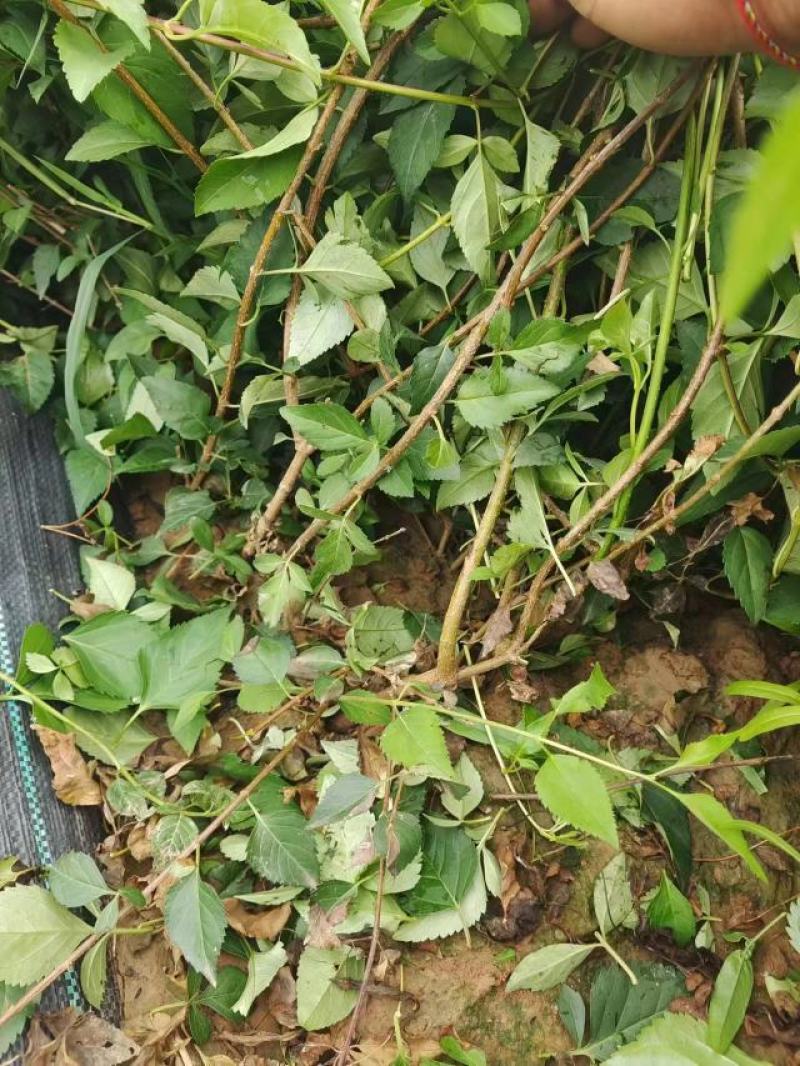 特选药用高产大果连翘优质种苗
