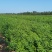 特选药用高产大果连翘优质种苗