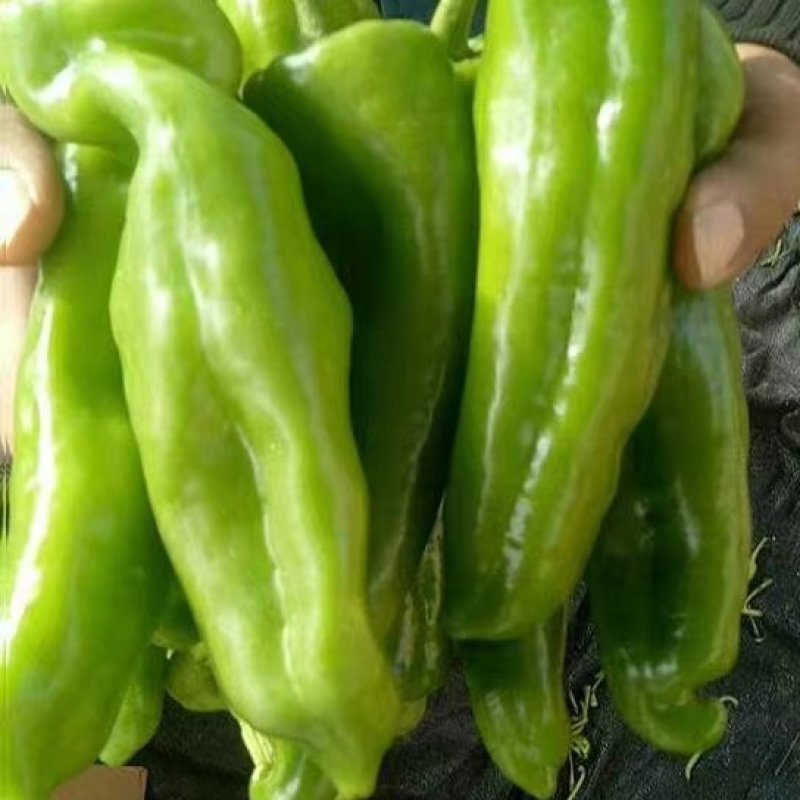 【推荐】301泡椒，产地直供，品质保证，支持店铺