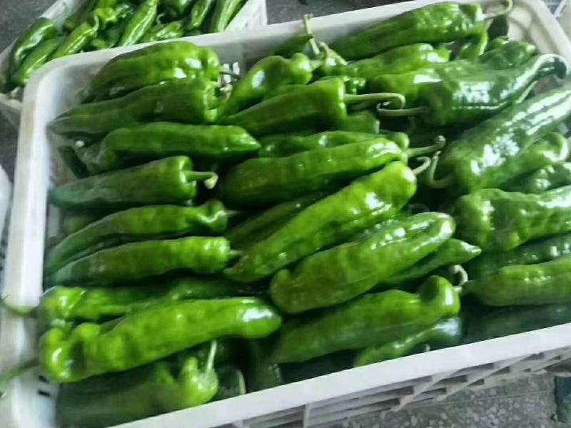【推荐】301泡椒，产地直供，品质保证，支持店铺