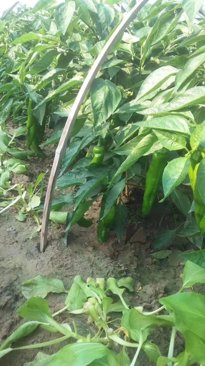 【推荐】301泡椒，产地直供，品质保证，支持店铺