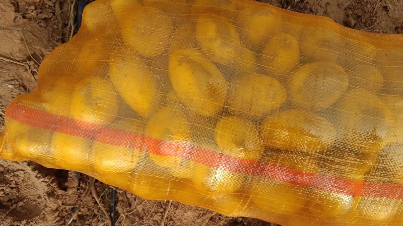 陕北沙地土豆，欢迎来电咨询