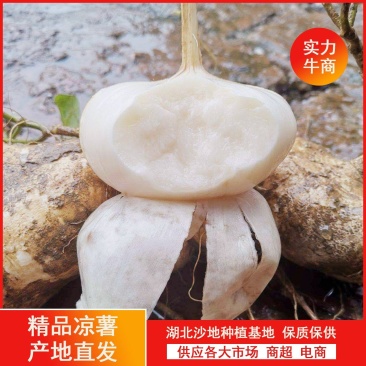 湖北天门沙壤土凉薯/地瓜/豆薯/沙葛大量上市，新鲜现挖
