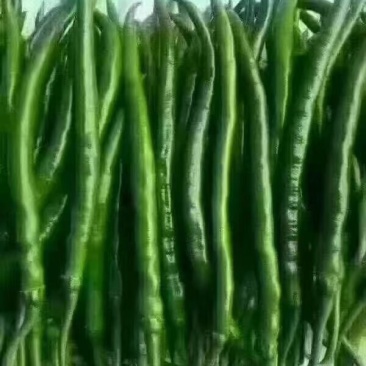 【热卖中】河南夏邑线椒，一手货源，产地直发，货源充足