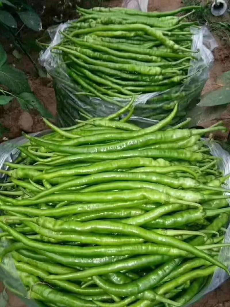 【热卖中】河南夏邑线椒，一手货源，产地直发，货源充足