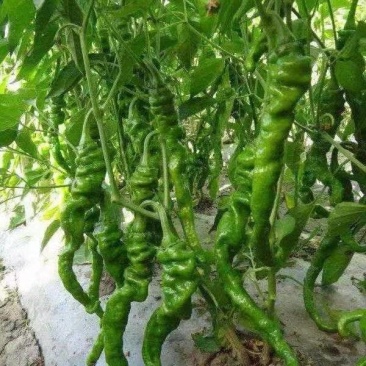 【产地直供】河南商丘夏邑螺丝椒，品质保证，支持电商