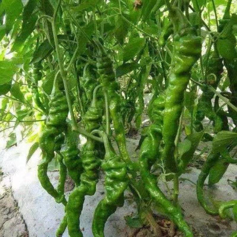 【产地直供】河南商丘夏邑螺丝椒，品质保证，支持电商