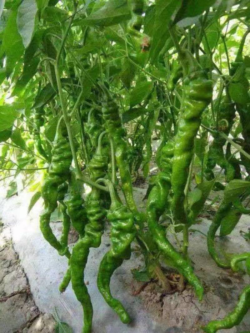【产地直供】河南商丘夏邑螺丝椒，品质保证，支持电商