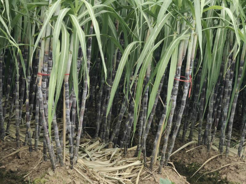 黑皮甘蔗大量有货产地直供可对接商超工厂欢迎订购