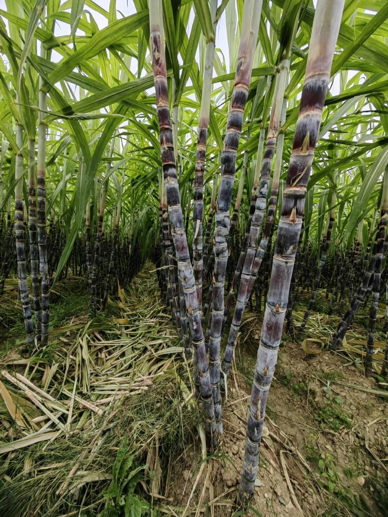 黑皮甘蔗大量有货产地直供可对接商超工厂欢迎订购