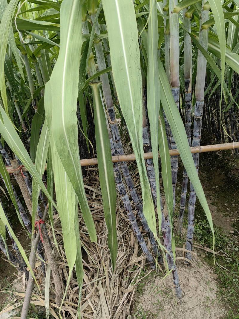 黑皮甘蔗大量有货产地直供可对接商超工厂欢迎订购