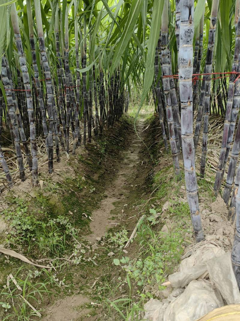 黑皮甘蔗大量有货产地直供可对接商超工厂欢迎订购