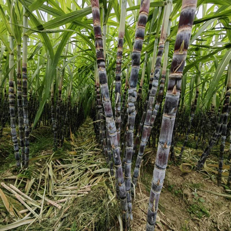 黑皮甘蔗大量有货产地直供可对接商超工厂欢迎订购