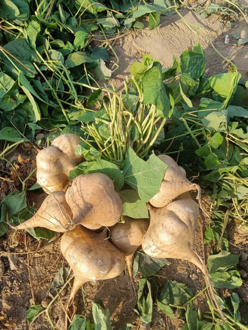 【凉薯】湖北豆薯沙地凉薯现挖现发可视频看货欢迎咨询