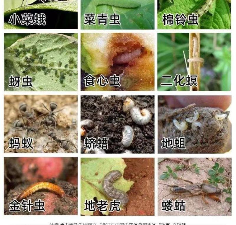 50%敌百辛硫磷蛴螬金针虫蒜蛆地蛆地老虎地下害虫杀虫剂