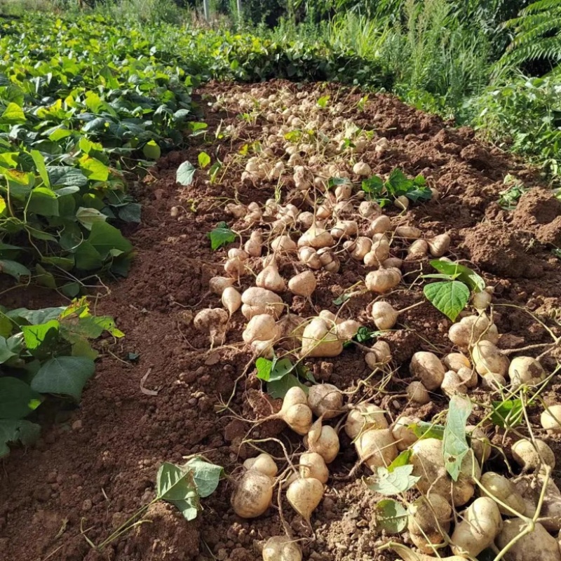 【豆薯】湖北凉薯新鲜现挖脆甜水嫩量大从优供应全国