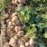 【豆薯】湖北凉薯新鲜现挖脆甜水嫩量大从优供应全国