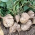 【豆薯】湖北凉薯新鲜现挖脆甜水嫩量大从优供应全国