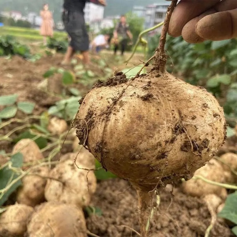 【豆薯】湖北凉薯新鲜现挖脆甜水嫩量大从优供应全国