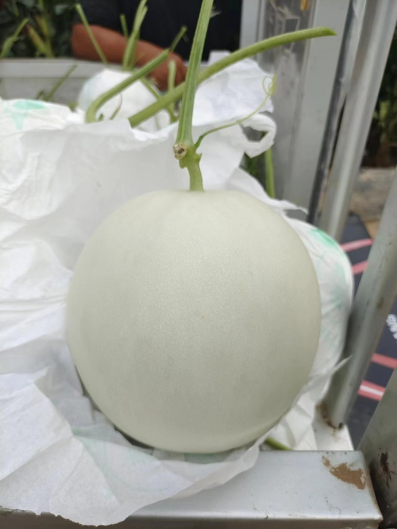 电商货玉菇上市1.5-3斤9成熟糖度16/17