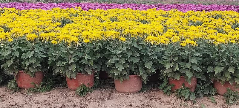 开封菊花