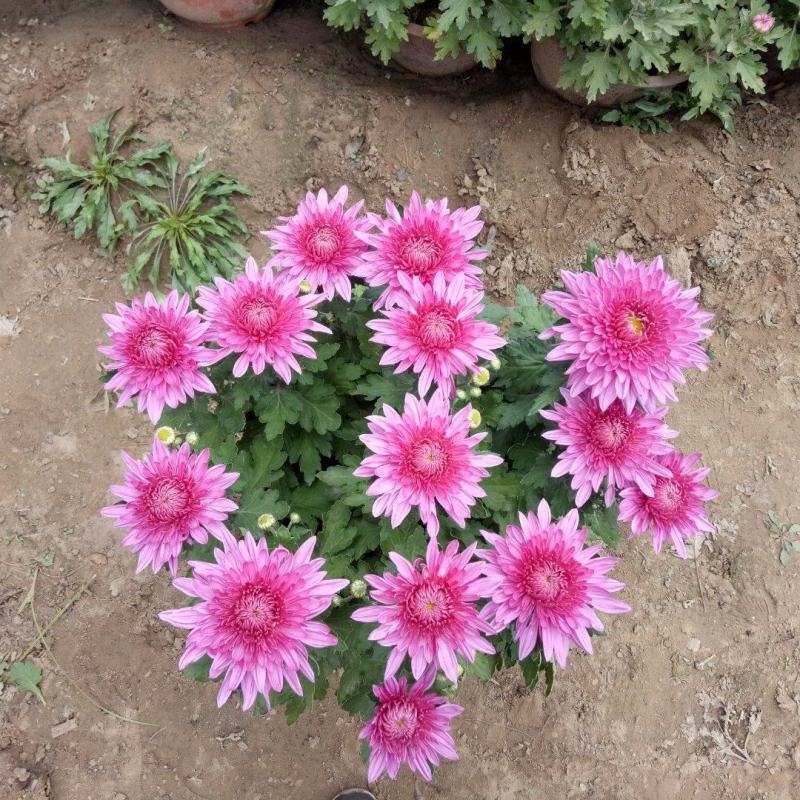 开封菊花